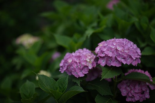紫陽花