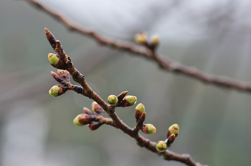 ソメイヨシノの蕾。