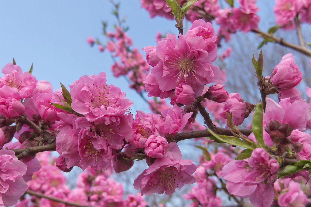 花盛り