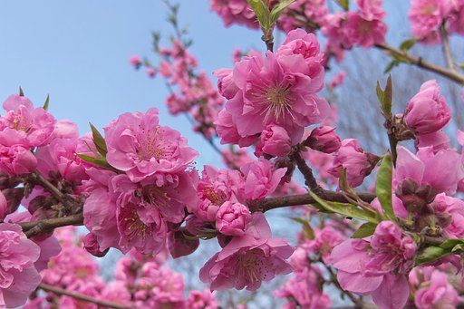 花盛り