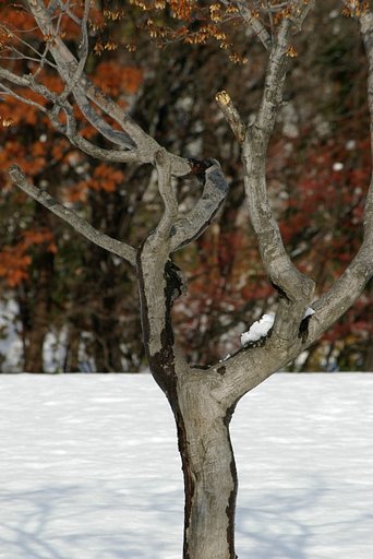 カエデの幹分岐して太く