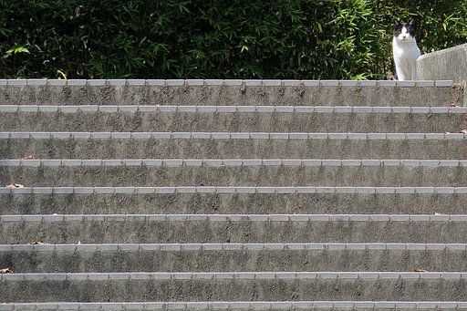 公園の階段からこんちわ〜