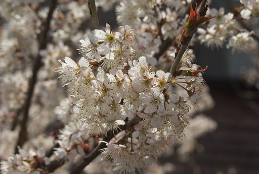 早咲きの桜が満開!