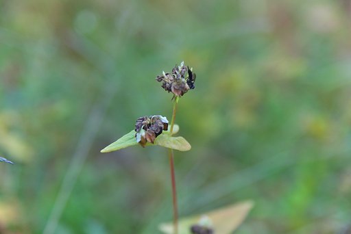 花から実へ移行していく・・