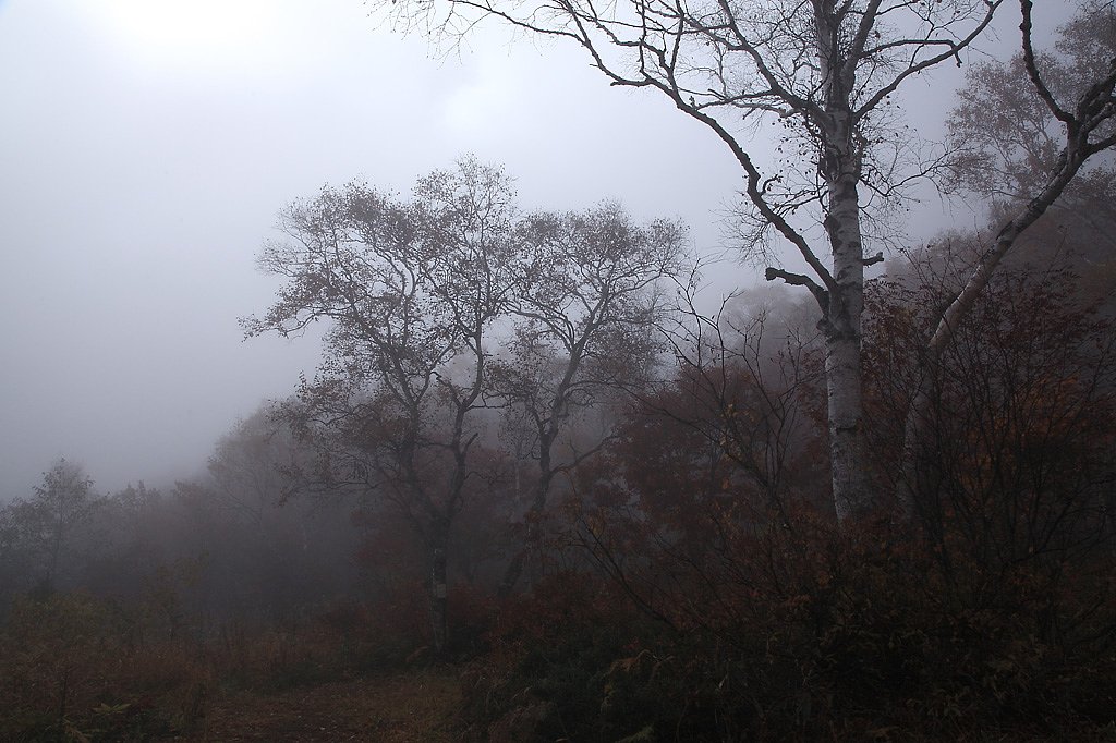 霧の情景