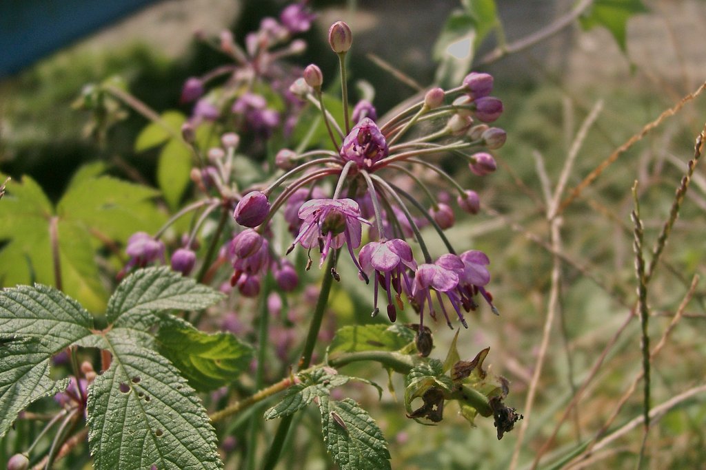 砂丘ラッキョウの花。