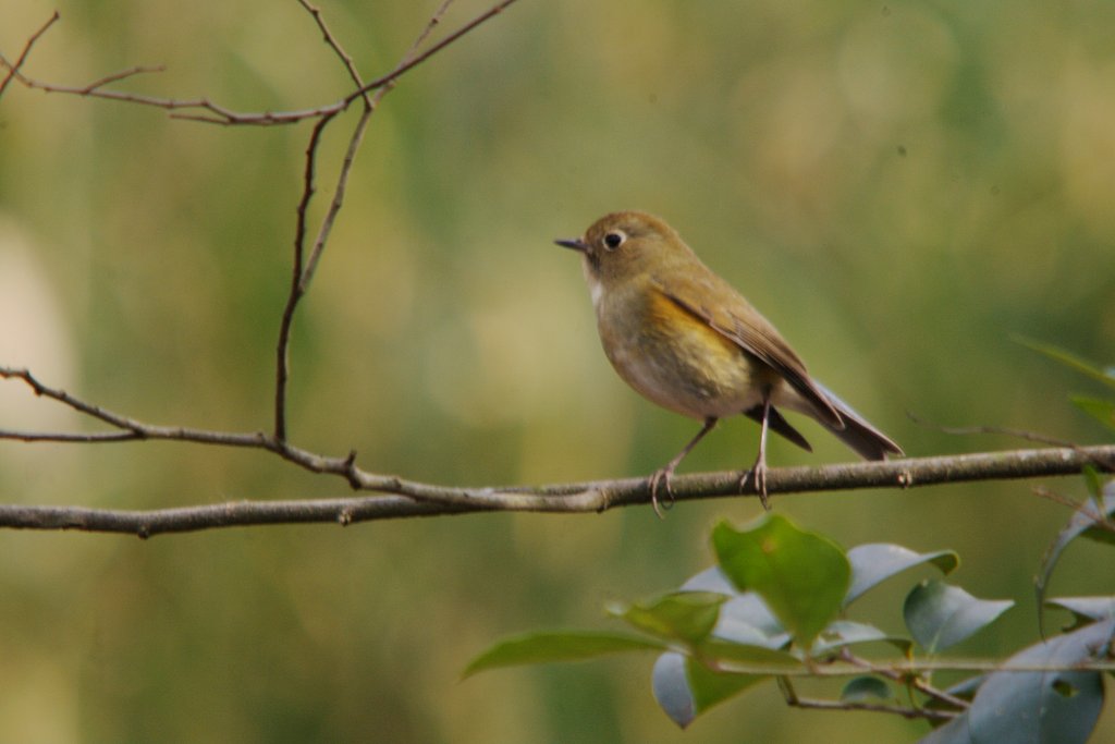 ルリビタキ♀型