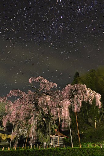 【紅】枝垂地蔵桜＠郡山
