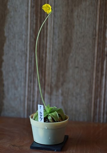 珍しい虫取りスミレの開花