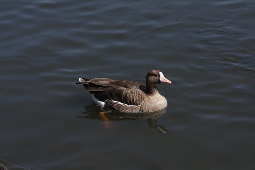 初めて見る鳥