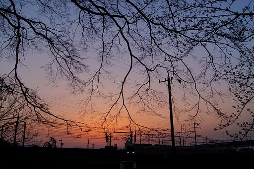 【夕日】夜桜前に