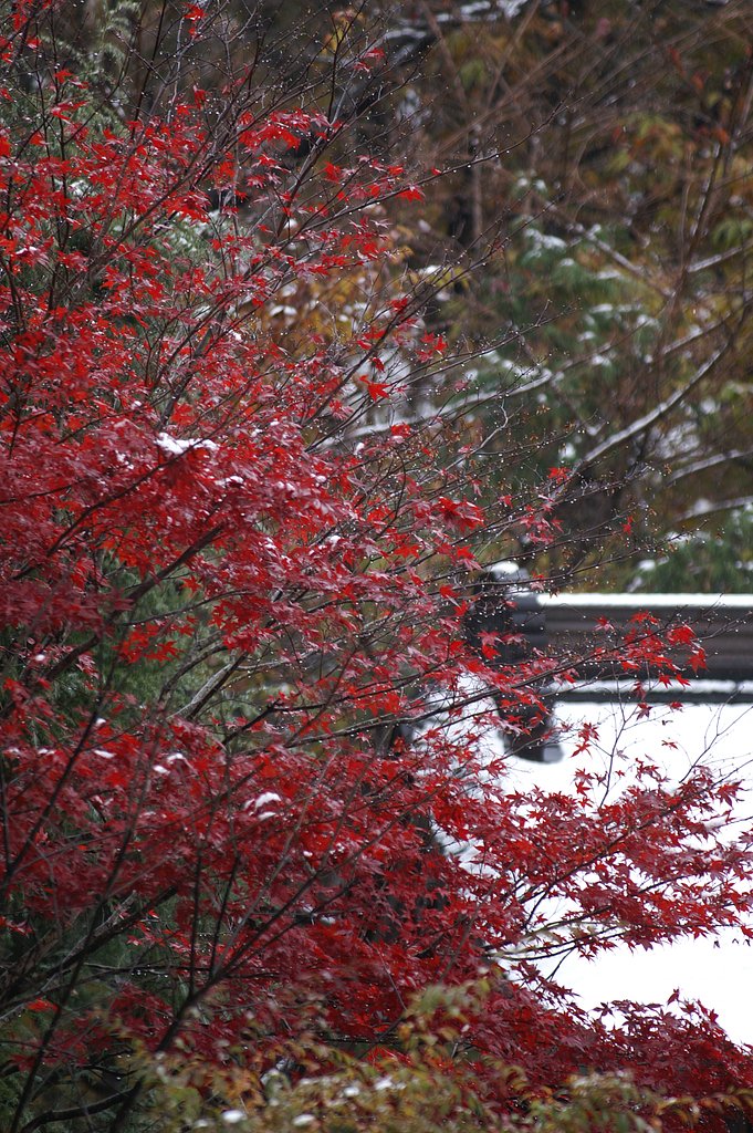 紅葉と雪