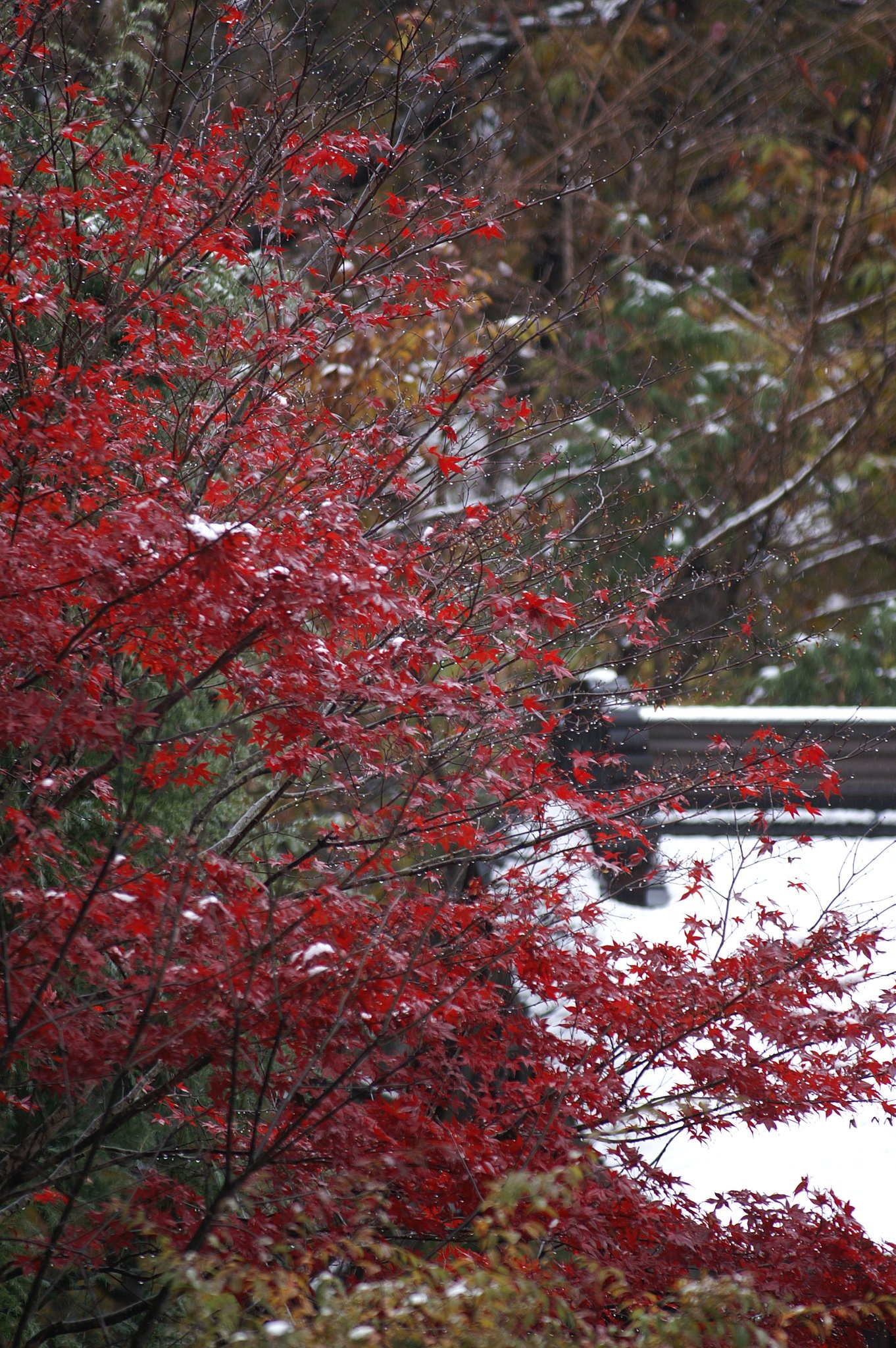 紅葉と雪