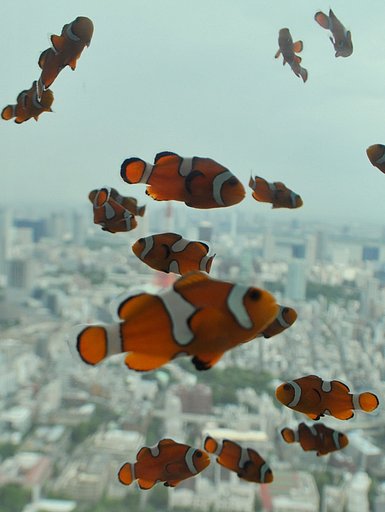 クマノミ