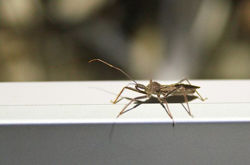 カメムシに似た?虫。