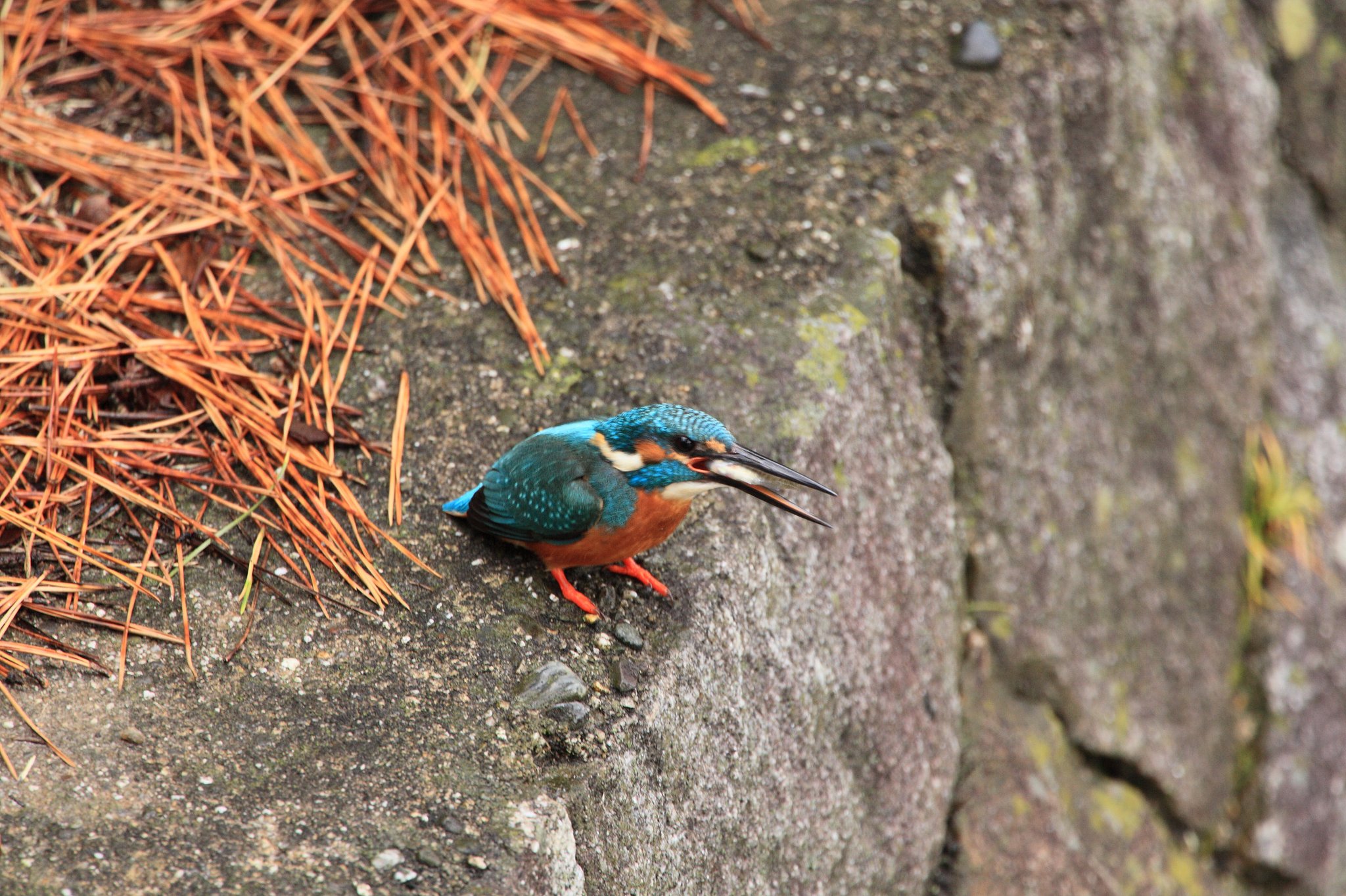 小魚飲み込むカワセミちゃん