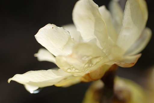 雨の素心蝋梅Ⅱ