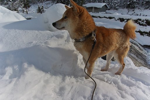 暖かくなった。ワン!