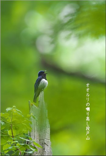 「わびさび」　オオルリ