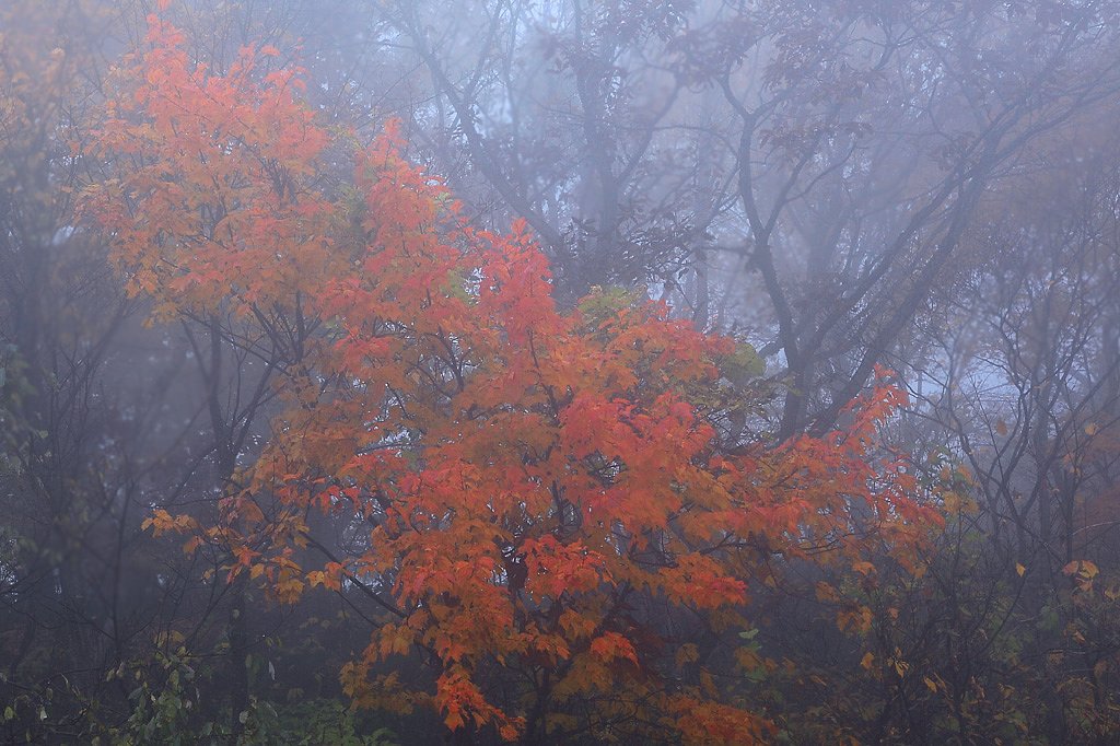 霧の晩秋