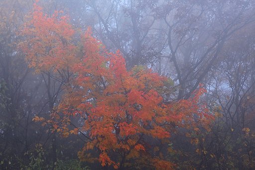 霧の晩秋