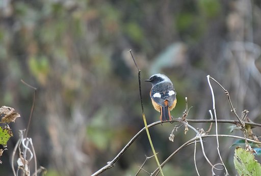 ジョウビタキ