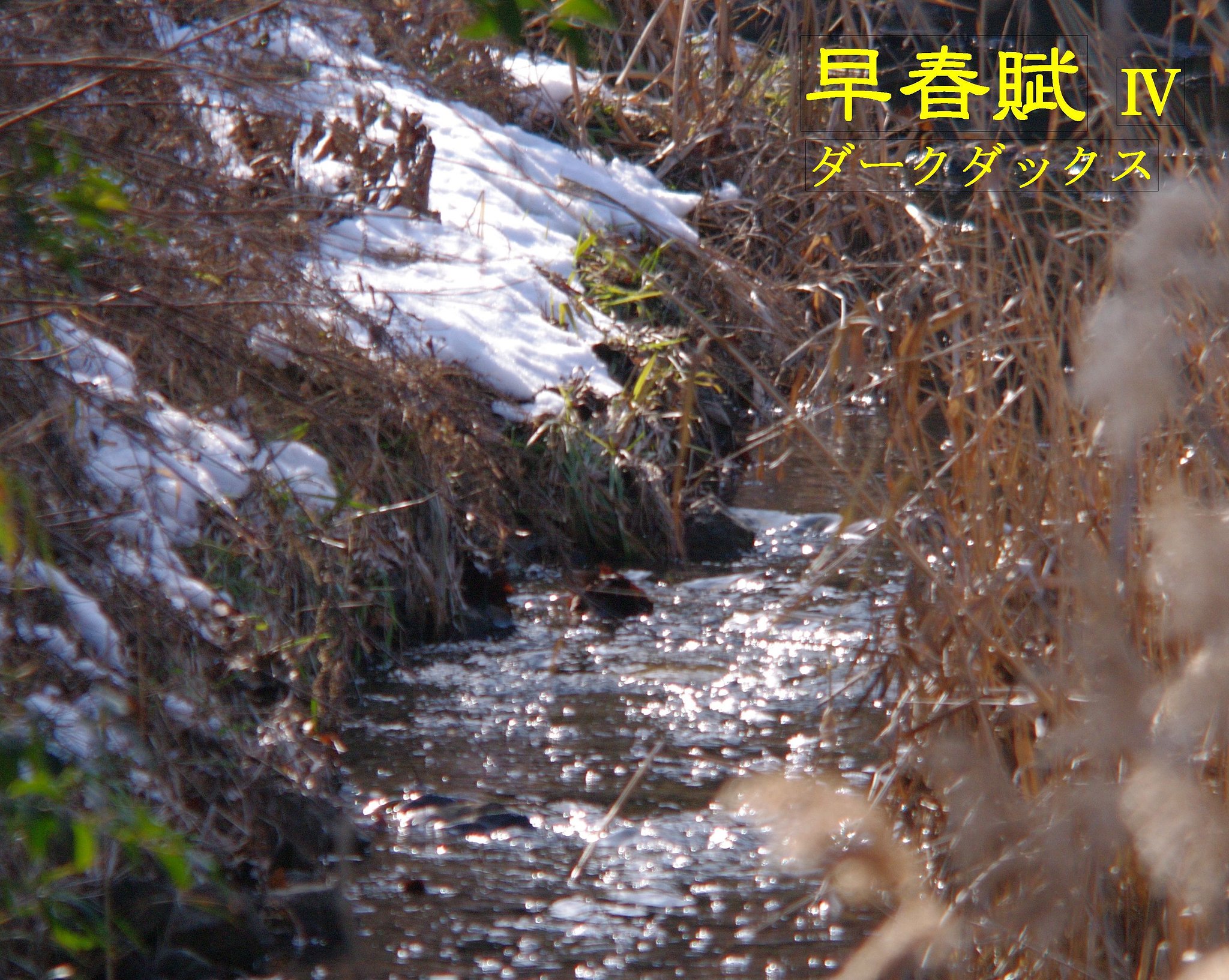 【この一曲】早春賦Ⅳ/ダークダックス