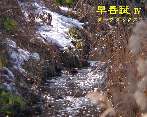 【この一曲】早春賦Ⅳ/ダークダックス