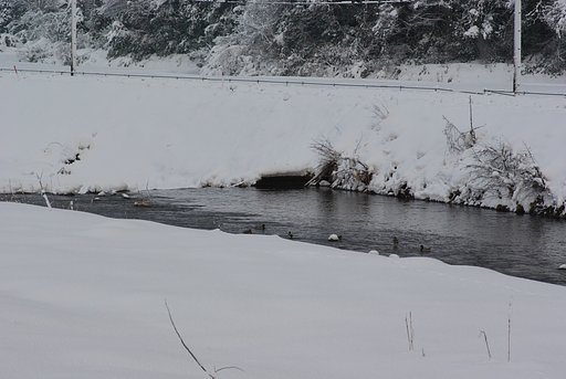 70cmを超える大雪のなかで・・