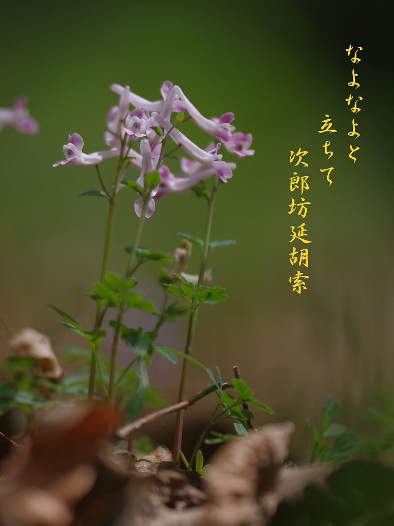 【わびさび】 春の儚き