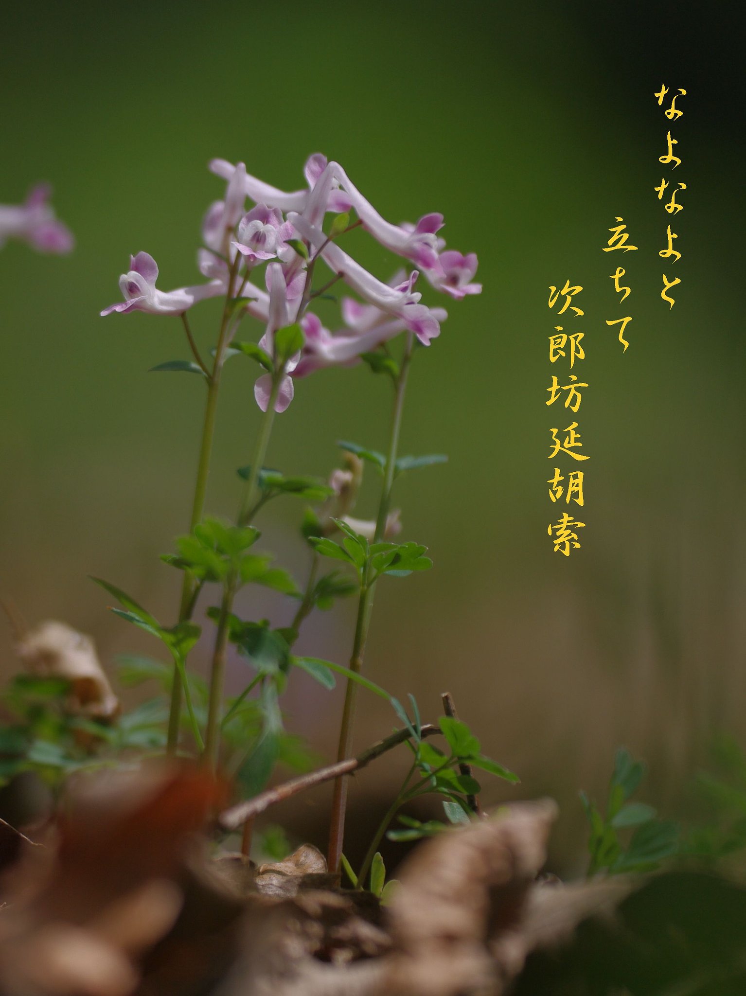 【わびさび】 春の儚き