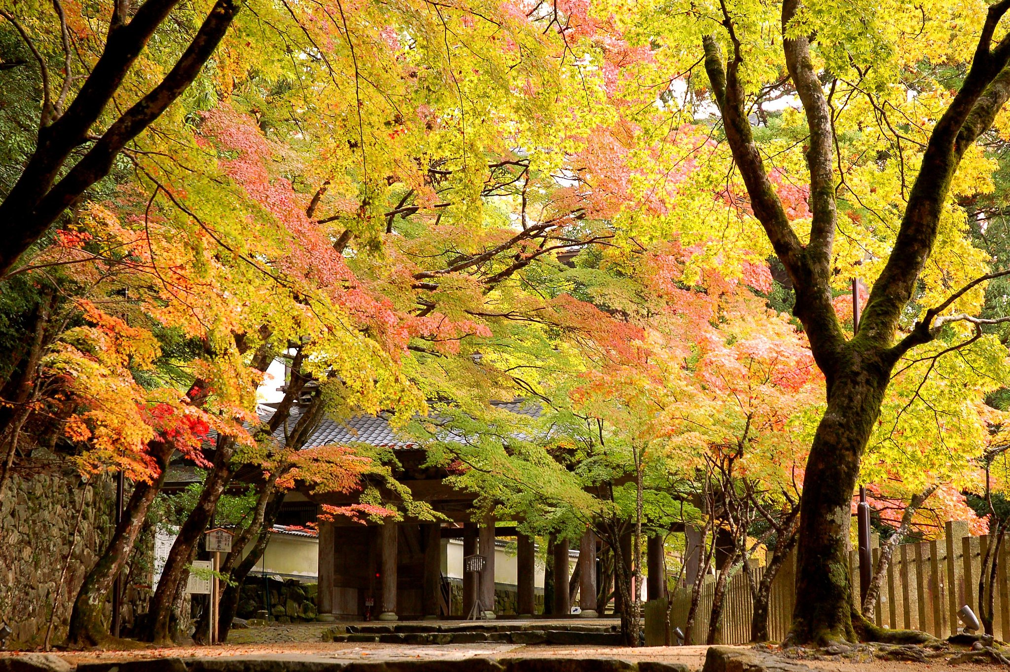 紅葉