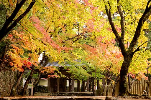 紅葉