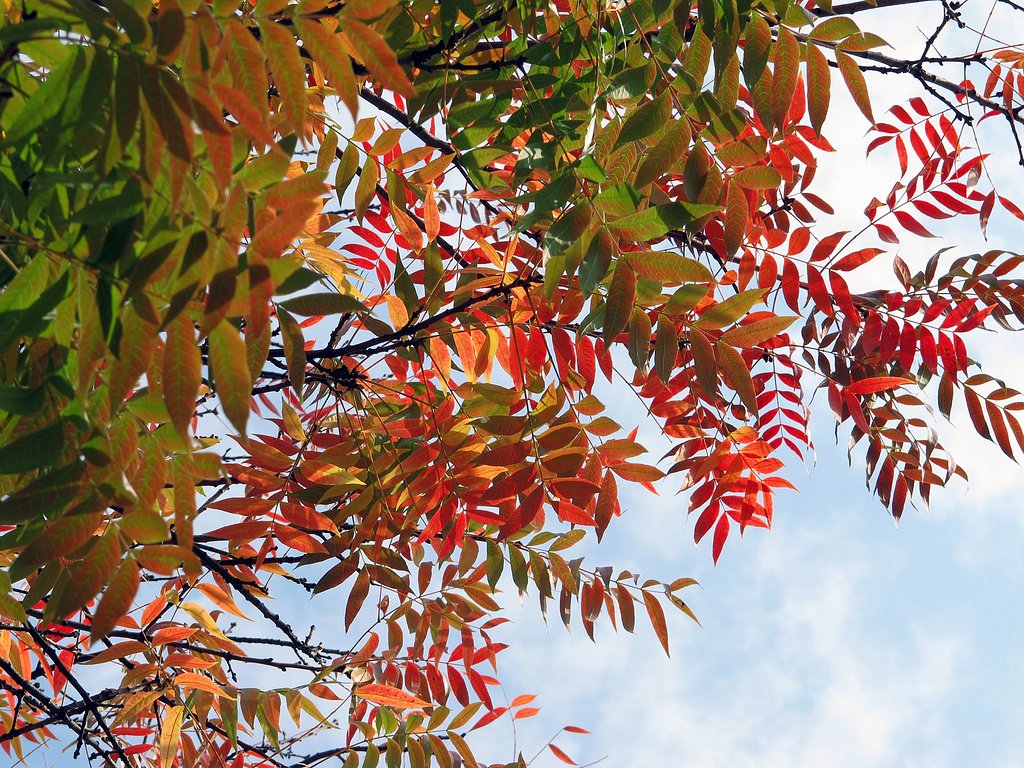 楷ノ木紅葉