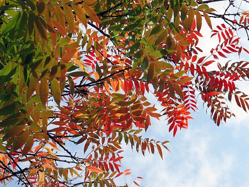 楷ノ木紅葉