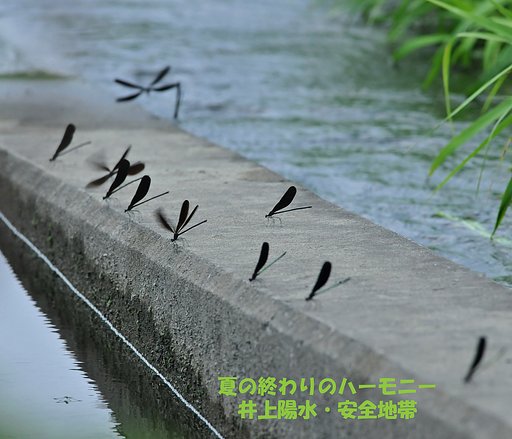 【この一曲】夏の終わりのハーモニー