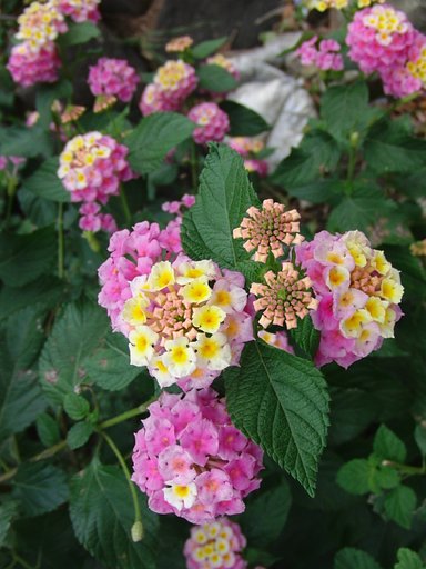 ＭＹＣＡさんへ　お花のお届け物です〜♪♪♪