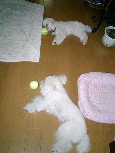 親分【肌】でない今月の親分の撮りたいものは何なのか