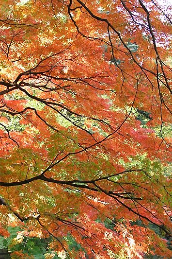 御苑の紅葉