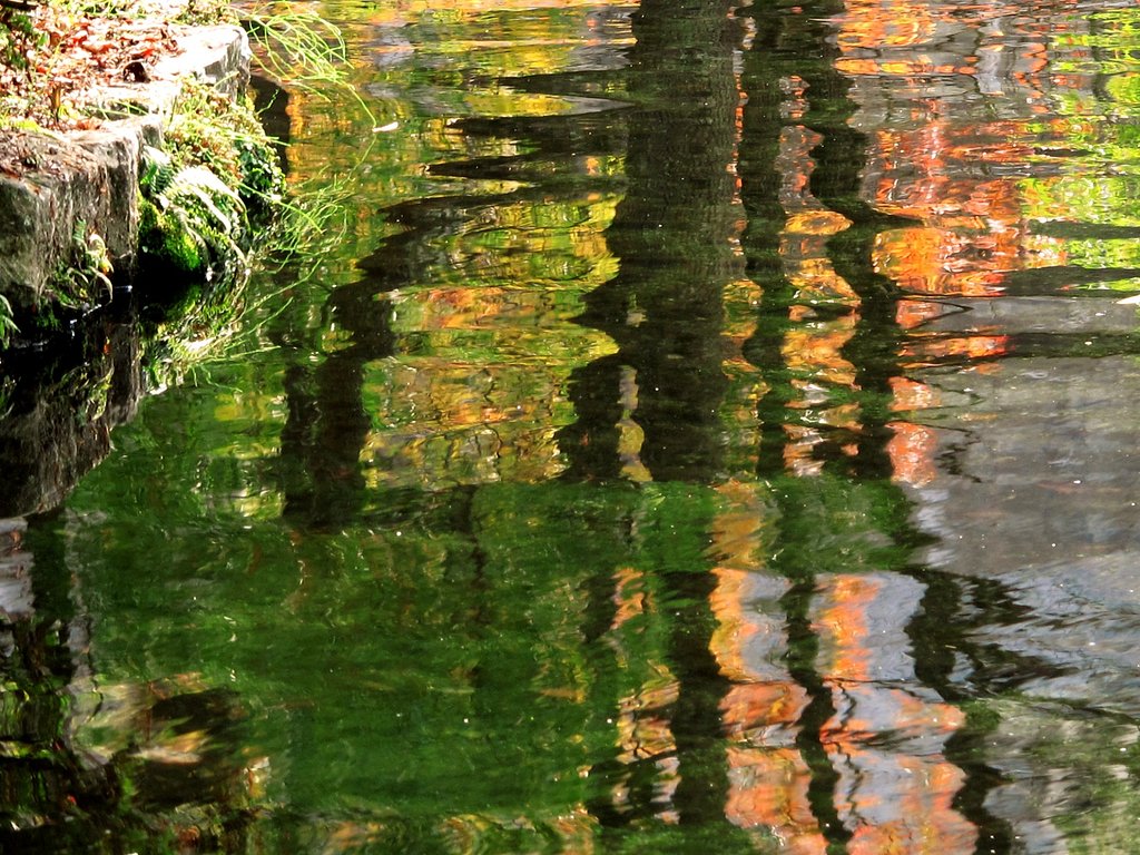 揺らぐ紅葉