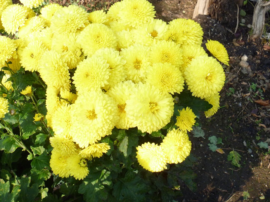 菊