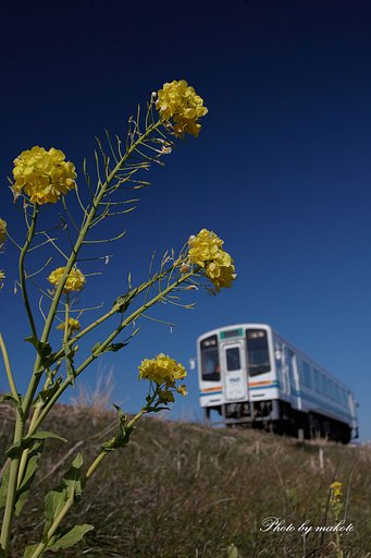 菜の花揺れて