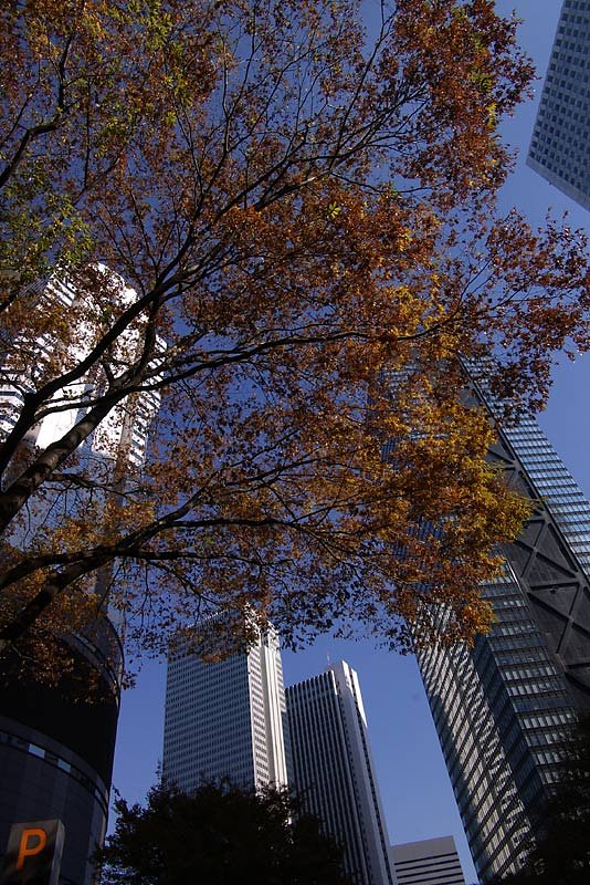 新宿紅葉
