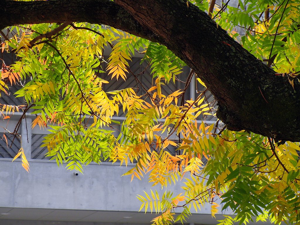 カイノキ紅葉