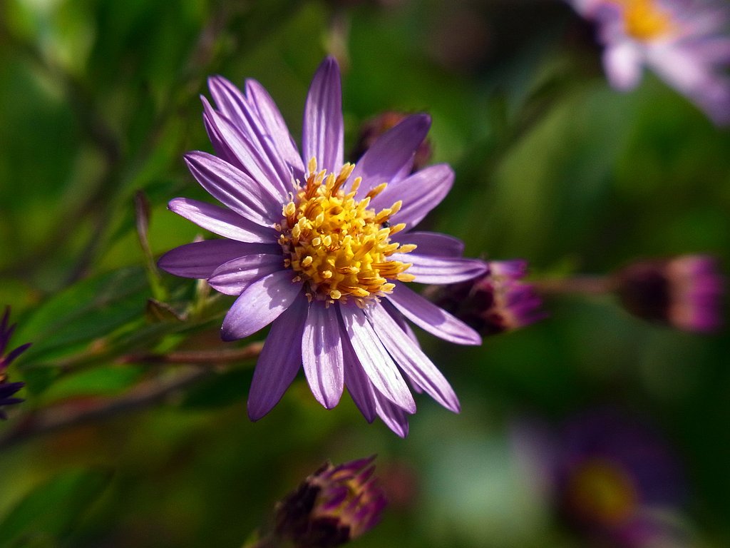 畑の菊