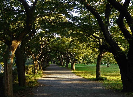　　《　桜道　』　（小石川療養所跡）