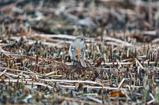 ジョウビタキ