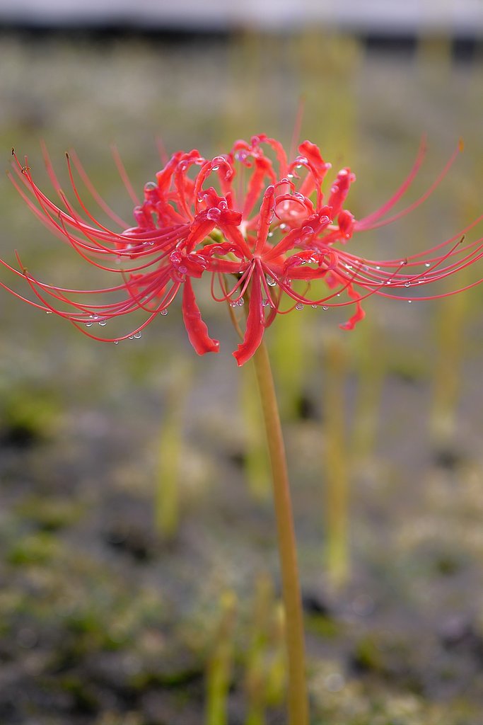 彼岸花