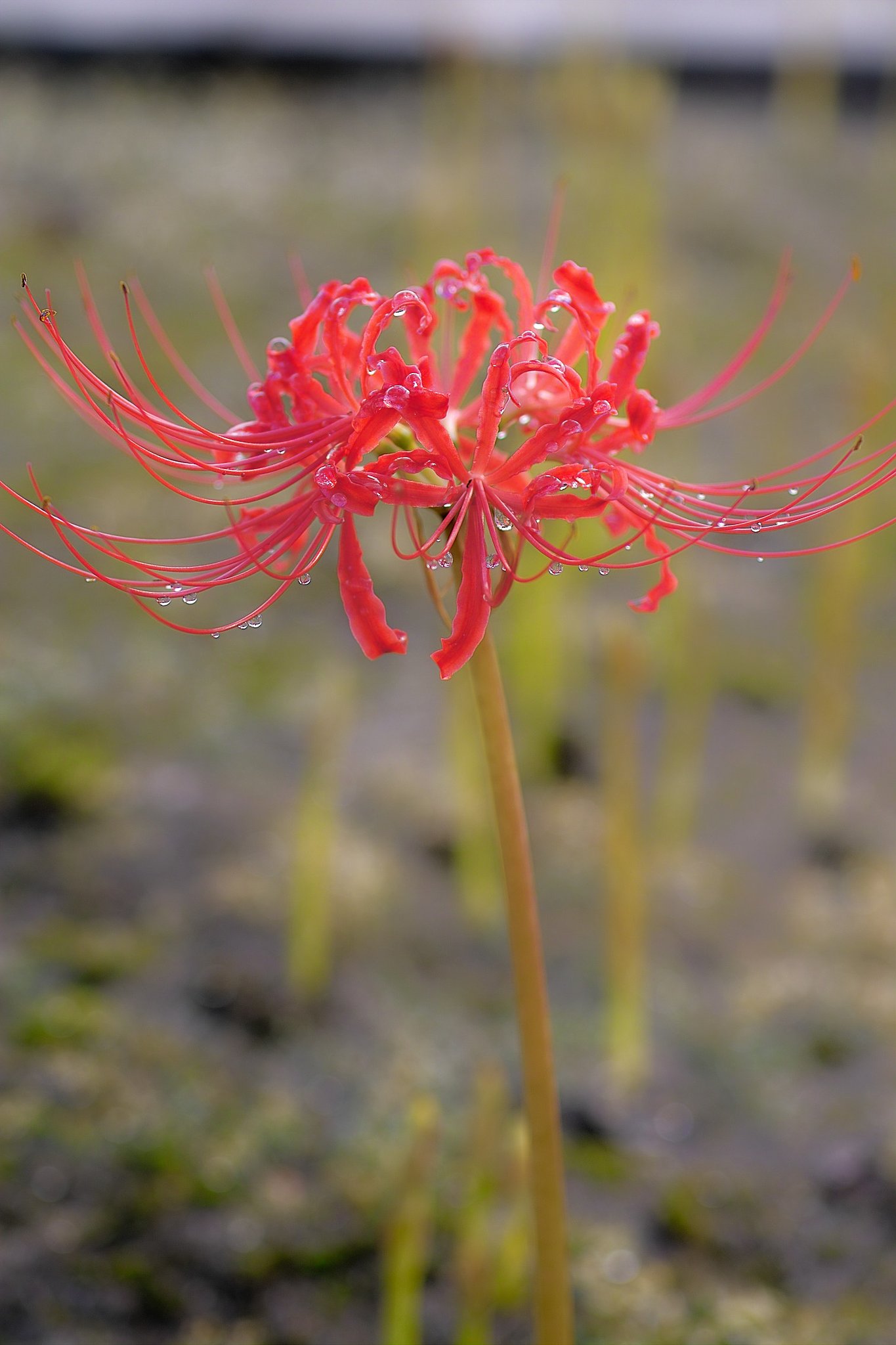 彼岸花