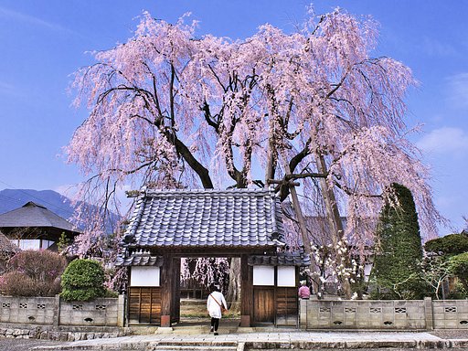 【わびさび】 しだれ桜
